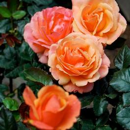 Rosa Grandiflora Anna's Promise® (Anna's Promise®)