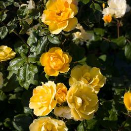 Rosa Landscape/Shrub Tequila® Gold (Tequila® Gold)