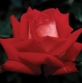 Rosa Grandiflora Love (Love)