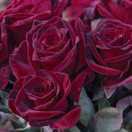 Rosa Hybrid Tea Black Baccara™ (Black Baccara™)