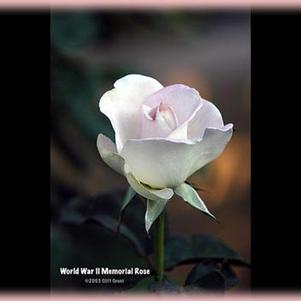 World War II Memorial Rose™: 2229