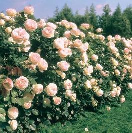 Rosa Climber Eden Climber® (Eden Climber®)