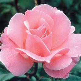 Rosa Grandiflora Queen Elizabeth (Queen Elizabeth)